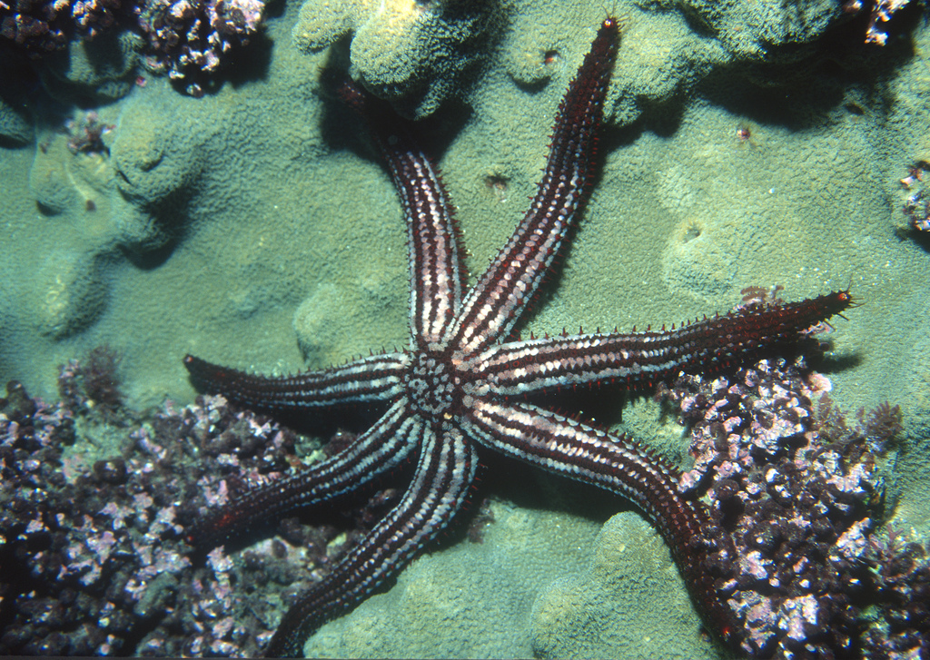 Island Sea Star