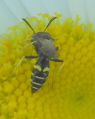 Philanthus bilunatus