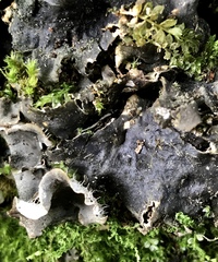 Peltigera evansiana