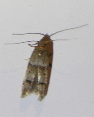 Blastobasis pulchella