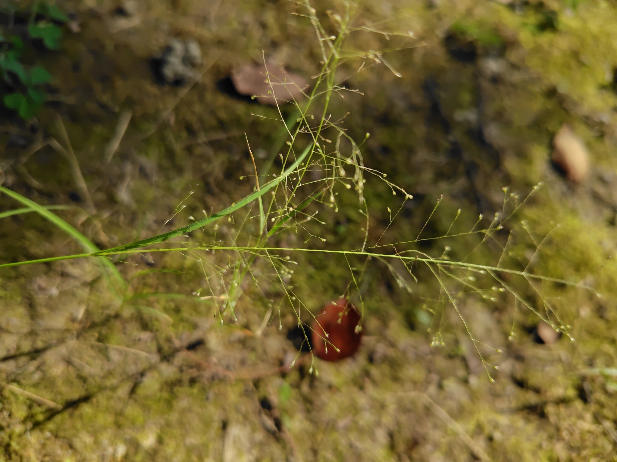 Tropical Dropseed (Sporobolus tenuissimus)