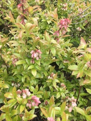 Vaccinium angustifolium image