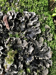 Peltigera evansiana