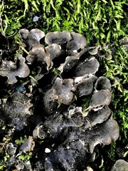 Peltigera evansiana