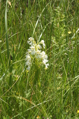 Platanthera praeclara