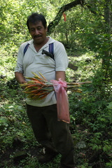 Tillandsia hubertiana