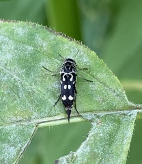 Hoshihananomia octopunctata