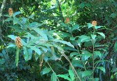 Costus comosus bakeri
