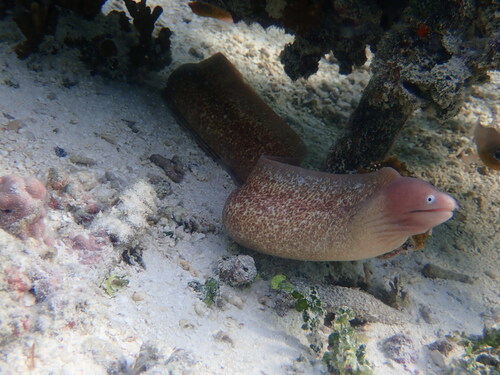 White-eyed Moray — seen at this dive site
