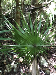 Coccothrinax