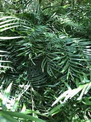 Zamia pumila