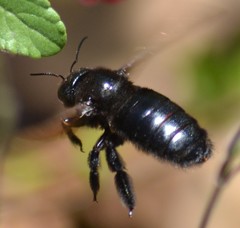 Xylocopa