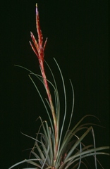 Tillandsia tricolor