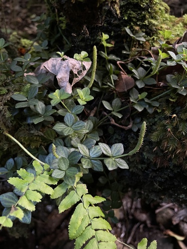 Peperomia observed 2024-12-02