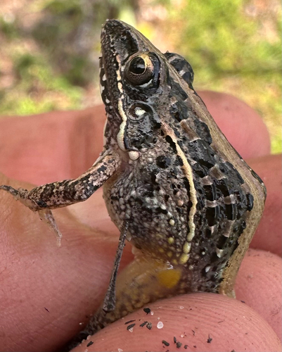 Ethiopia Grassland Frog, Ptychadena porosissima