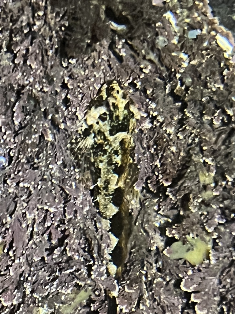 calico sculpin