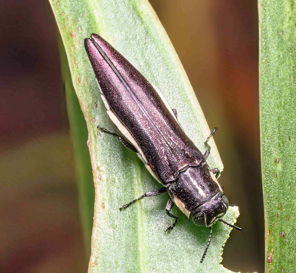 Agrilus hypoleucus