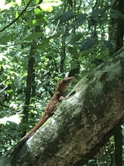 Anolis cybotes