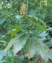 Costus comosus bakeri
