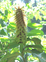 Costus comosus bakeri