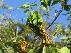 Costus comosus bakeri