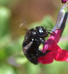 Xylocopa