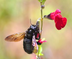Xylocopa