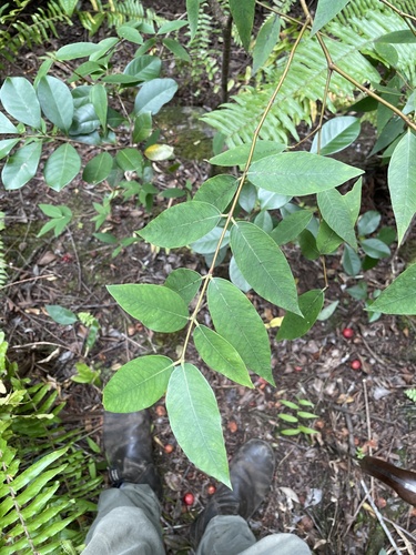 Wikstroemia oahuensis observed 2024-11-22