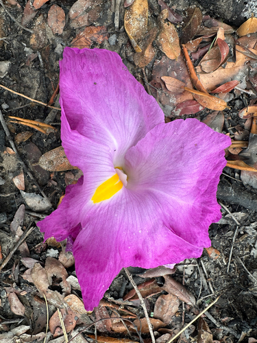 Siphonochilus aethiopicus, photograph 2