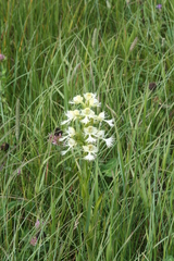 Platanthera praeclara