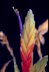 Tillandsia tricolor