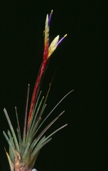 Tillandsia tricolor