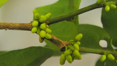 Schoepfia brasiliensis