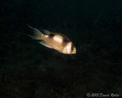 Amblypomacentrus breviceps