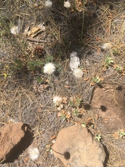 Packera werneriifolia