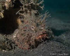 Pteroidichthys amboinensis