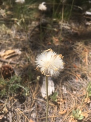 Packera werneriifolia