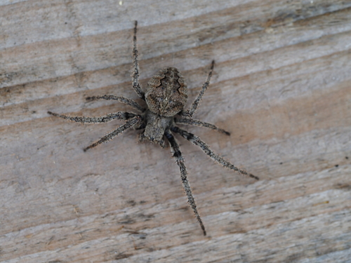 Araneus ventricosus