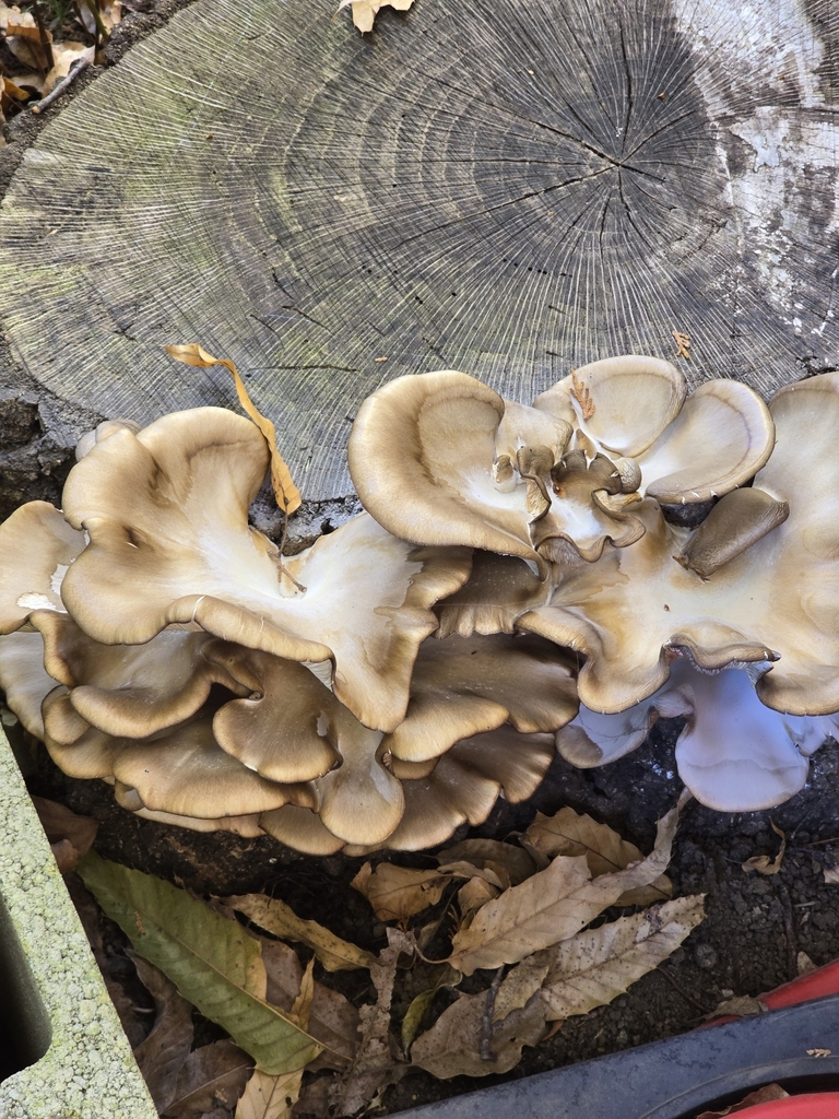 Pleurotus ostreatus · December 2024 · photo: © tbc_watanabe (iNaturalist, cc-by)