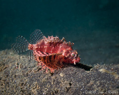 Dendrochirus brachypterus