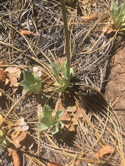 Packera werneriifolia