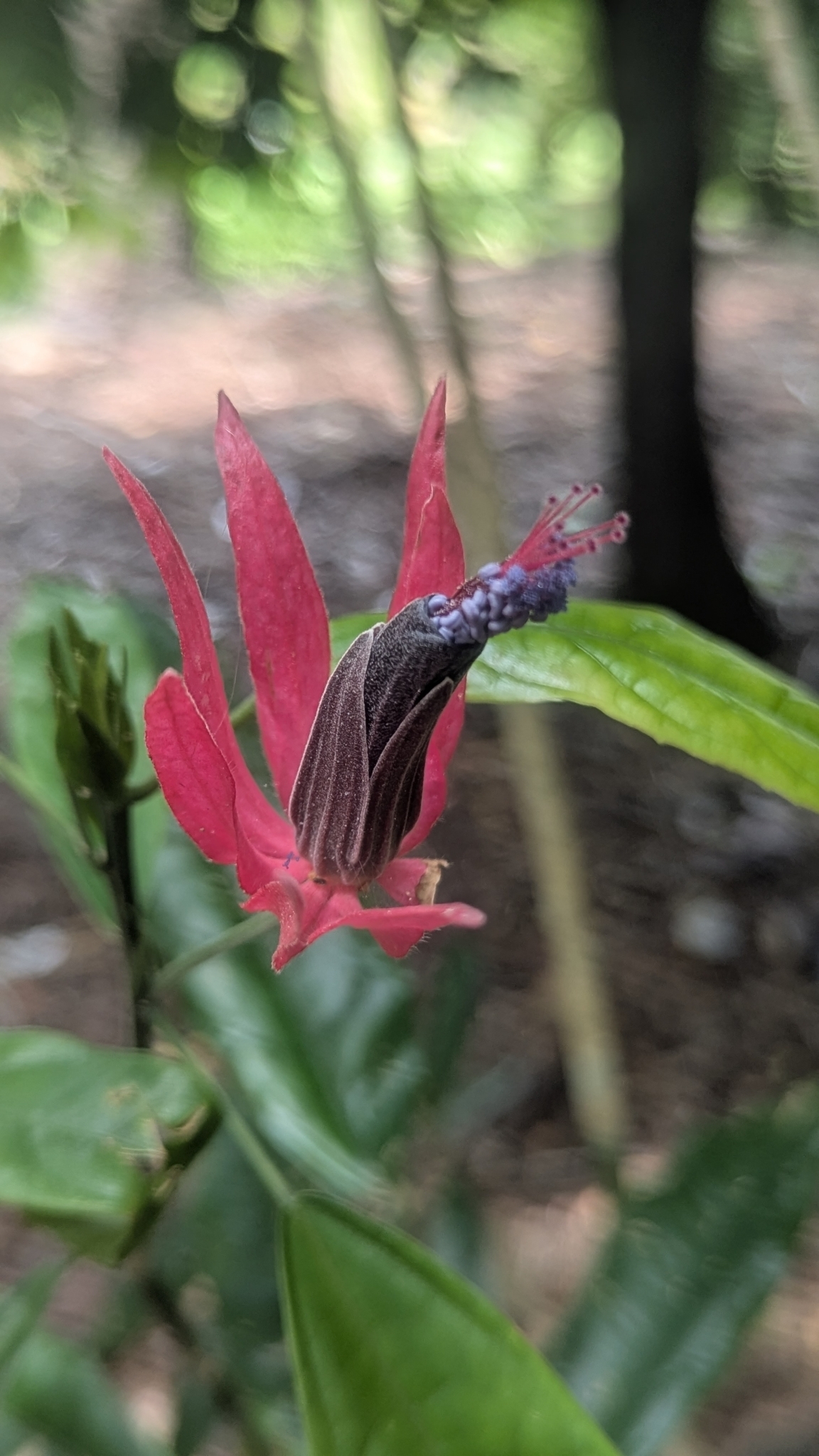Pavonia × gledhillii Cheek