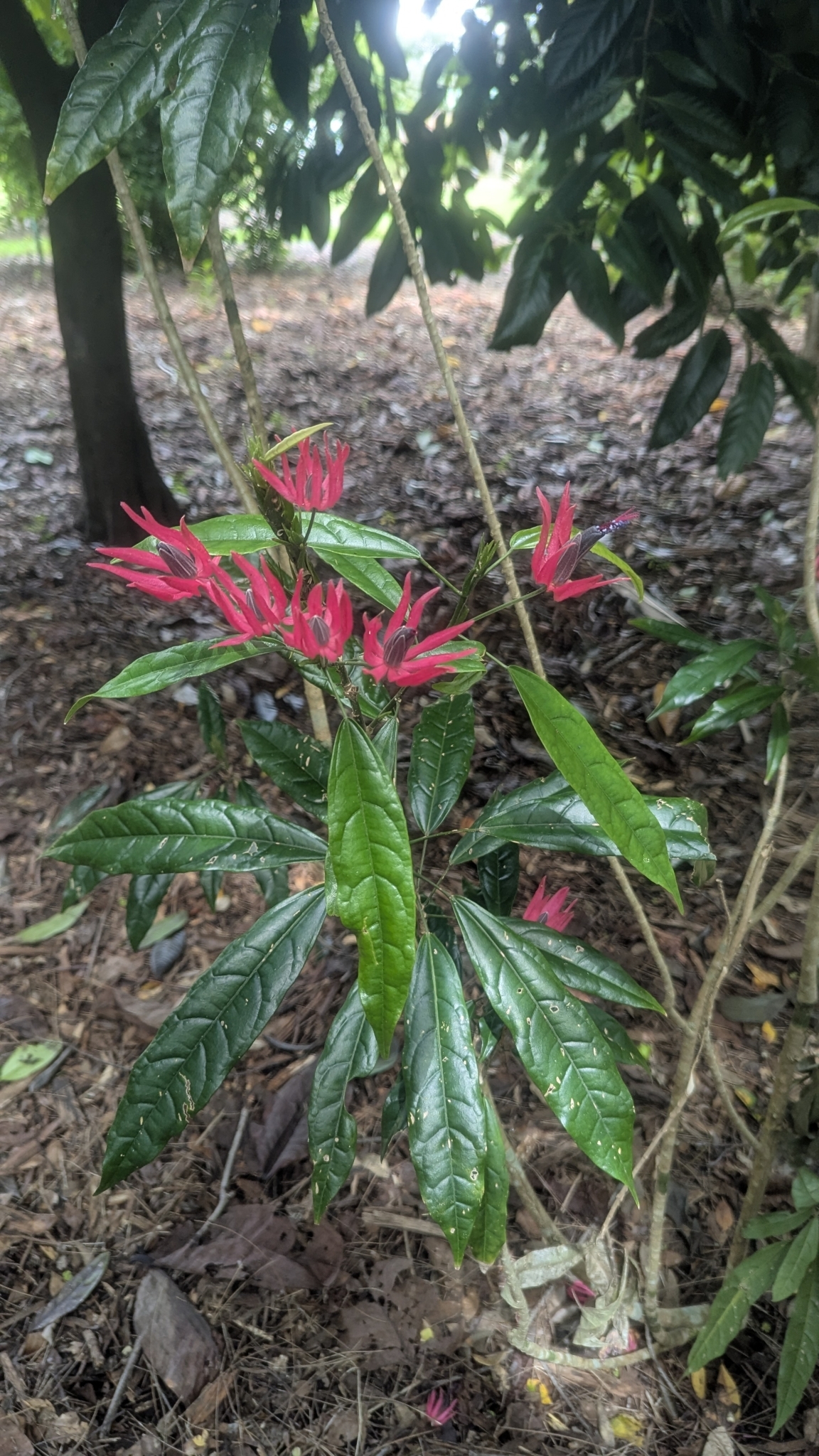 Pavonia × gledhillii Cheek 2