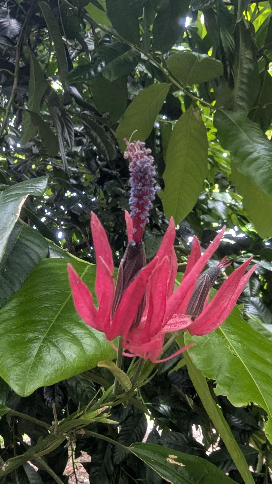 Pavonia × gledhillii Cheek 3