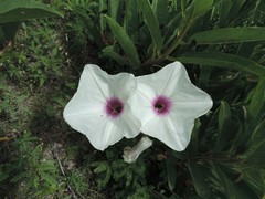 Ipomoea longifolia