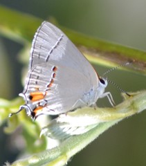 Strymon melinus