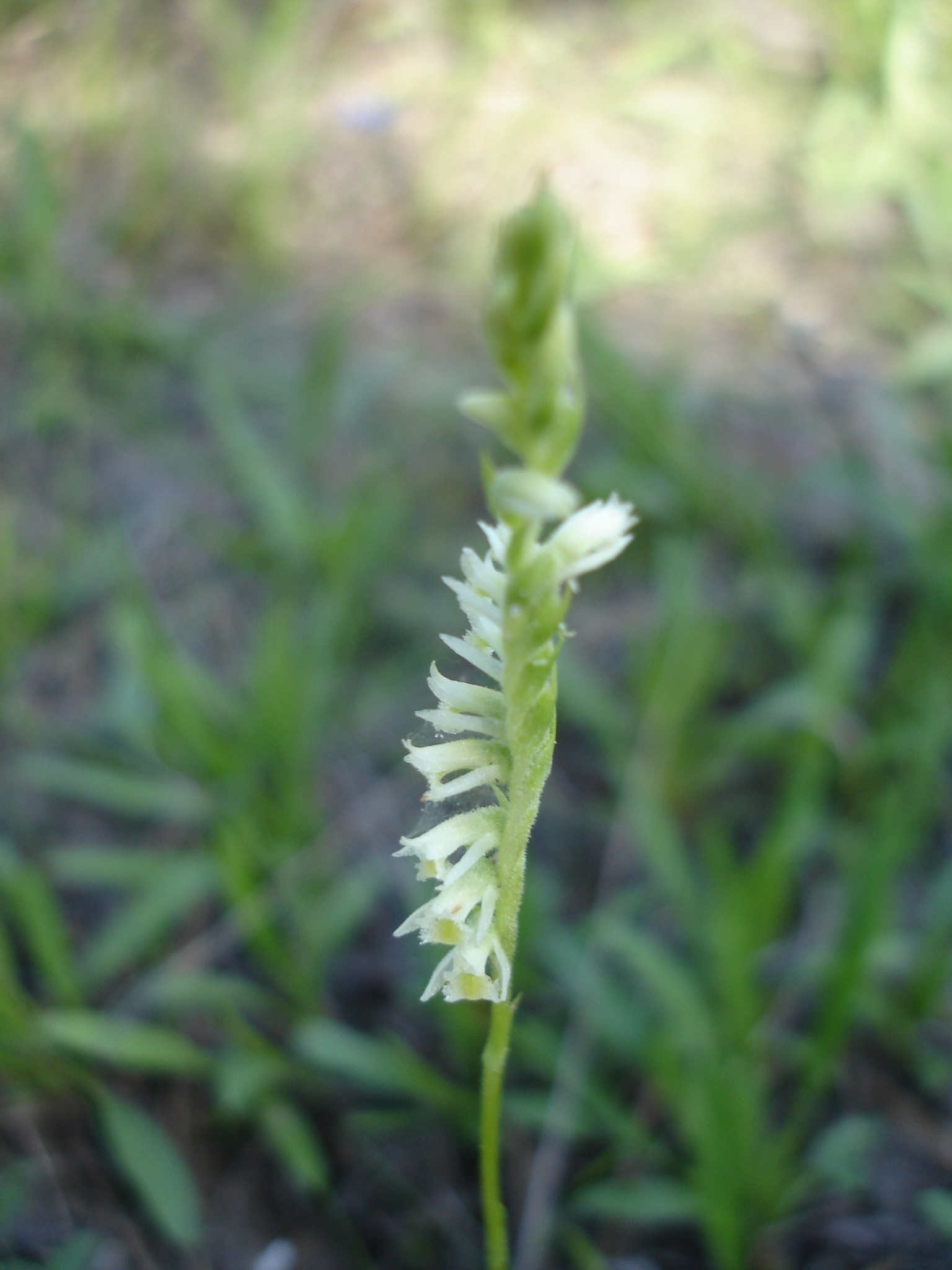 Spiranthes brevilabris