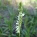 Spiranthes brevilabris - Photo (c) Eric Keith, alguns direitos reservados (CC BY-NC), uploaded by Eric Keith