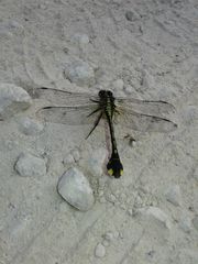 Gomphurus