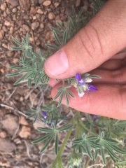 Lupinus kingii